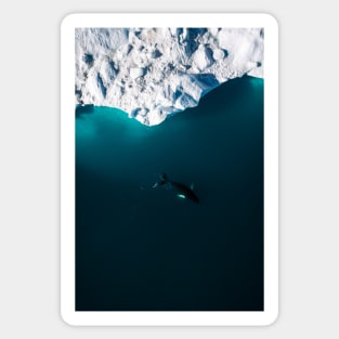 Aerial of a lone Humpback whale in front of an iceberg in Greenland Sticker